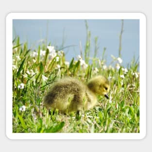 Baby gosling, Canadian Geese, wildlife gifts Sticker